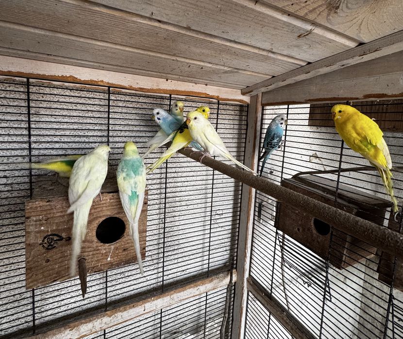 Piriquitos para criação