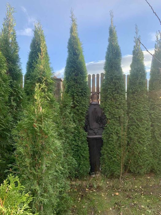 Продам туя смарагд