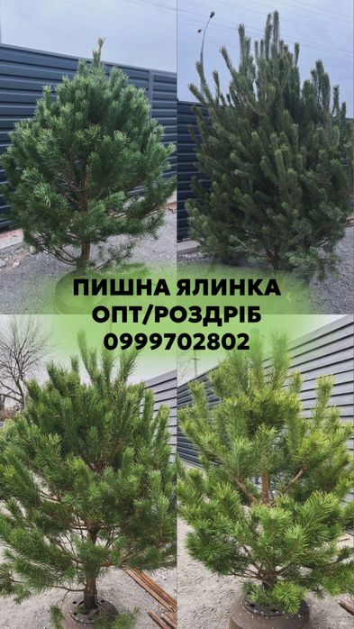 Ялинка , живая елка, пишная елка , сосна , ялинка кримка ёлка