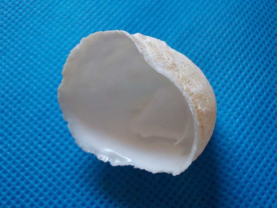 Muszle morskie- Crucibulum quiriquinae