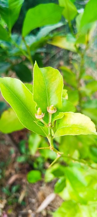 Limoeiro em Vaso64751065094659122