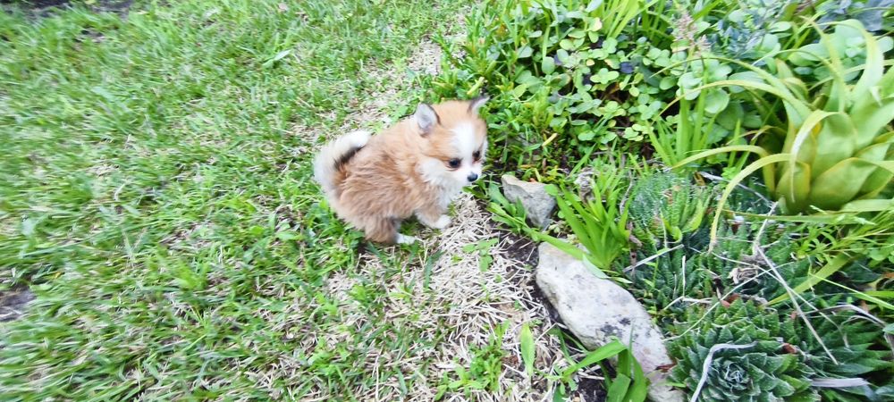 Spitz alemão anão Lulu da Pomerânia  criado em ambiente familiar dispo