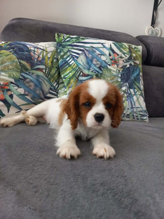 Sunia Cavalier King Charles Spaniel
