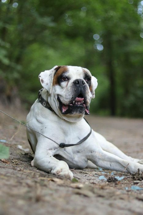 Przyjazny  pies w typie boksera szuka domu / do adopcji