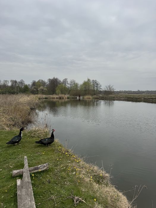Продаж земельної ділянки під будівництво Страдч Поріччя, під туризм для відпочинку