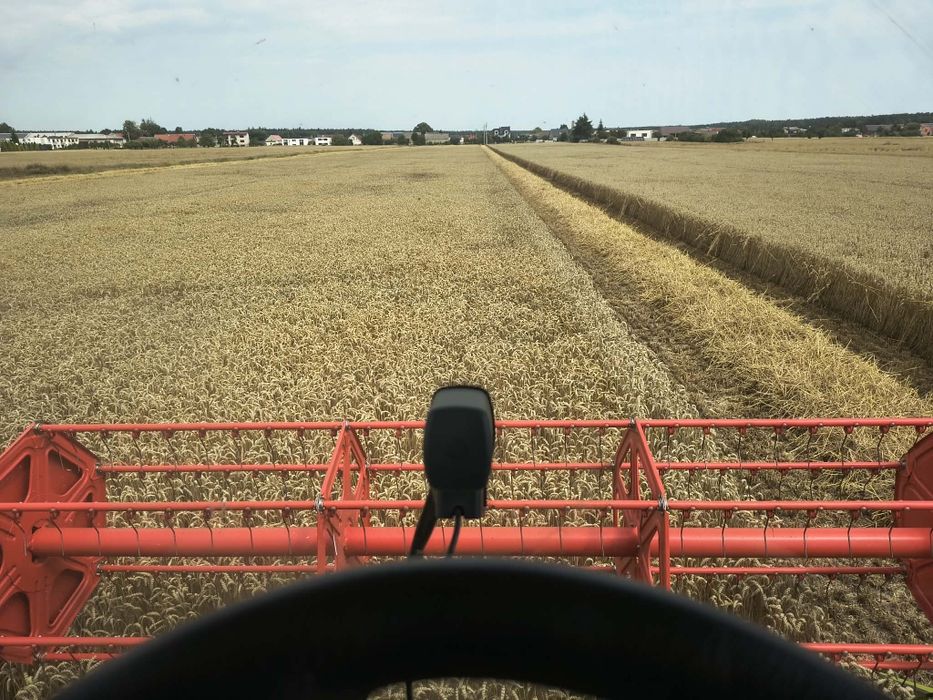 Pszenica Konsumpcyjna, paszowa, pszenżyto, workowane