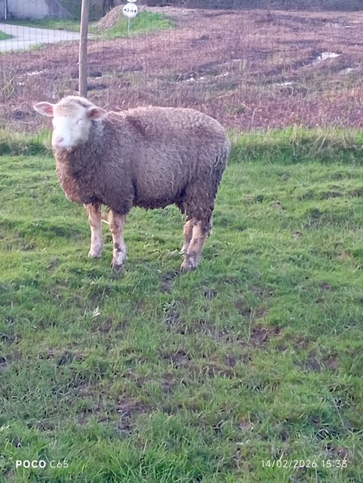 Ovelha ile de france pura com um ano de idade
