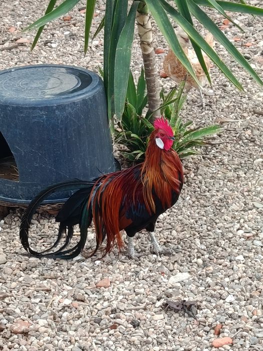 Vendo casal de fenix
