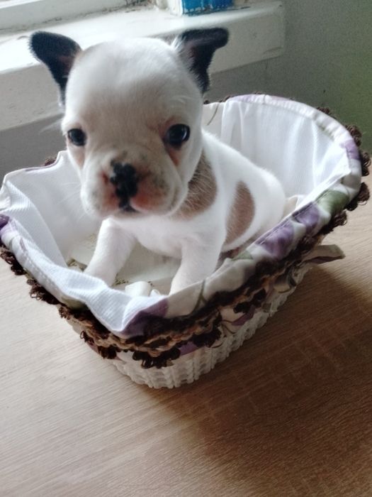 Шенята французького г