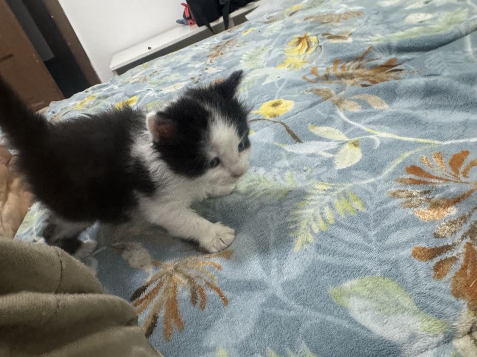 Lindos gatinhos a procura de um lar