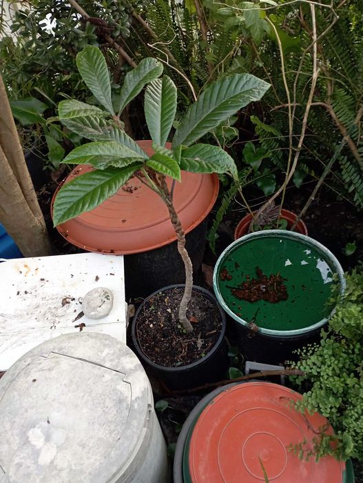 Nespereira + 1.50Mt height64585179413249122