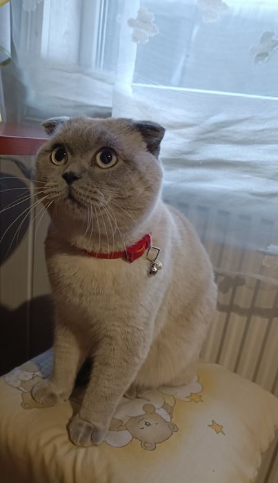 Шотландський весловухий. В'язка