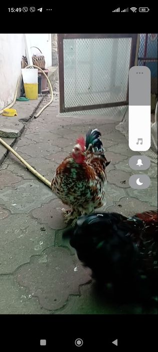 Карликові кури бентамкі