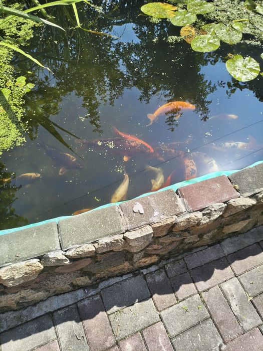 Karp koi kolorowe