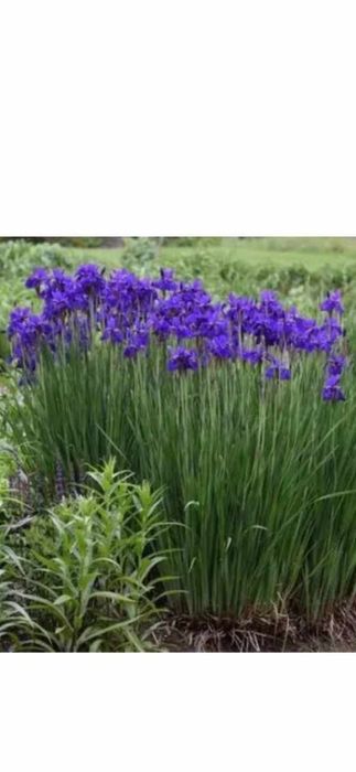 Ірис, півник сибірський