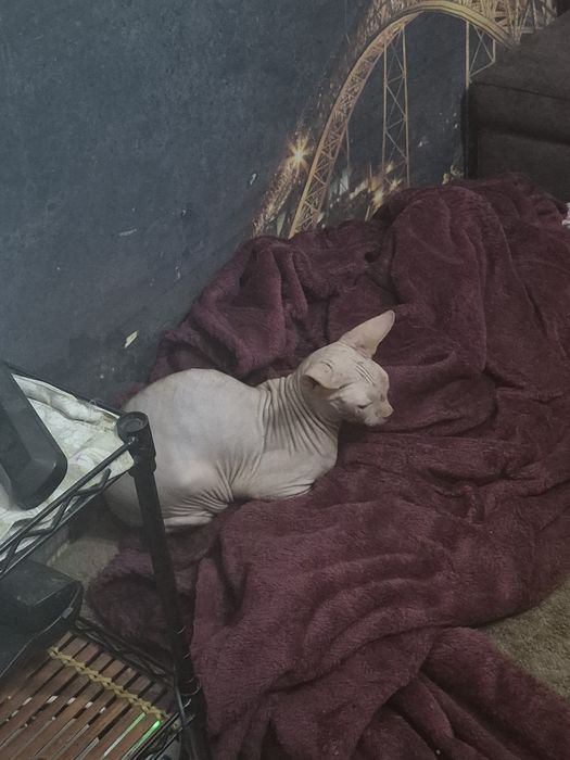 Gatinho com 7 meses