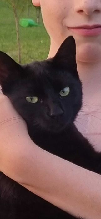 Zagineła czarna kotka Mamba