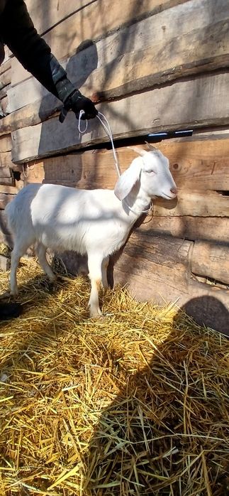 Коза,козичка,англонубійська