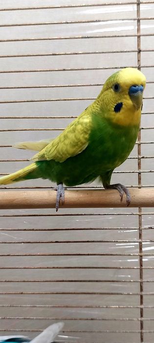 Передержка гостиница животных 24 / 7 г. Киев перетримка от 75 грн