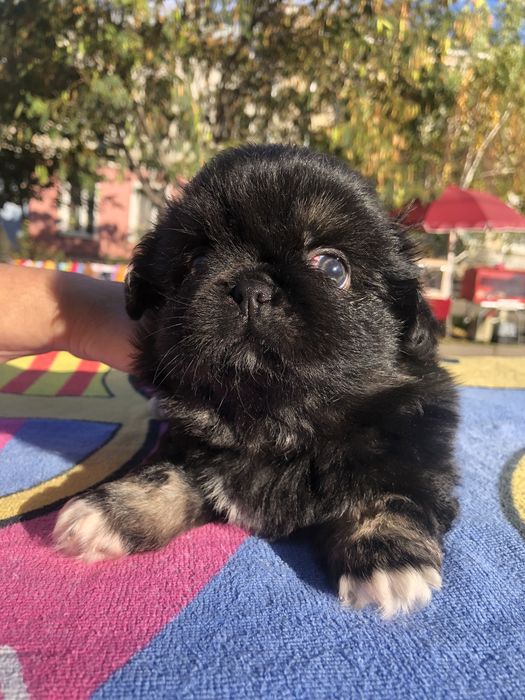 Пекинесики миники