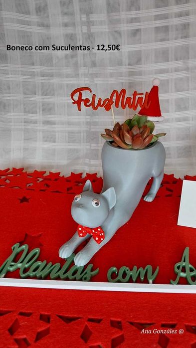 Plantas aéreas, suculentas e decoração artística - Plantas com Arte