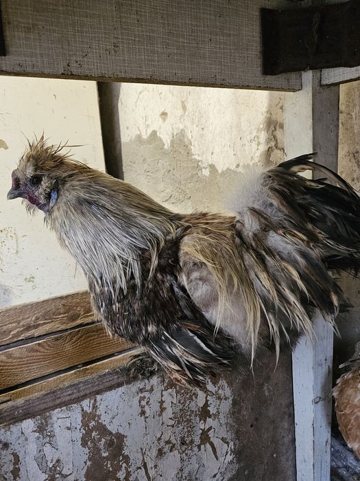 Китайская  пуховая.