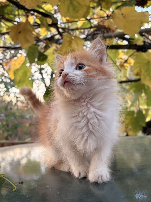 Віддам котиків в хороші руки. Два хлопчика