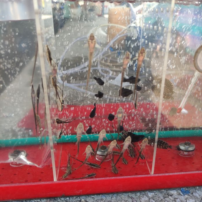 Стурисома панамская ,фарловелла обыкновенная.Гуппи,анциструсы,цихлиды