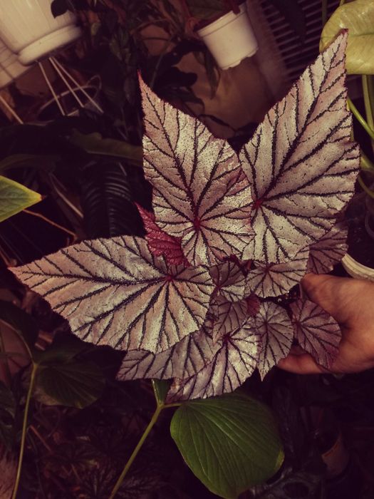 Begonia NoID ( Tingley Mallet ?) pink violet gwiezdna jak różowe UFO nie monstera variegata i philodendron