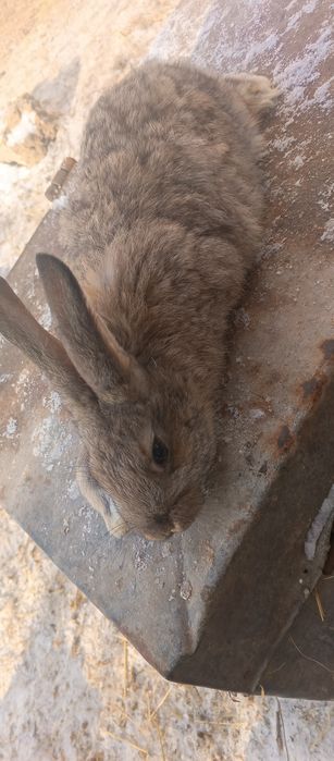 Продам кролів 300 грн шт