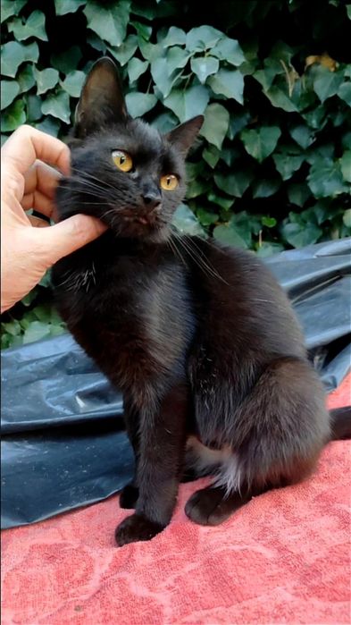 Отдам даром в добрые руки черную кошечку метис шотландки