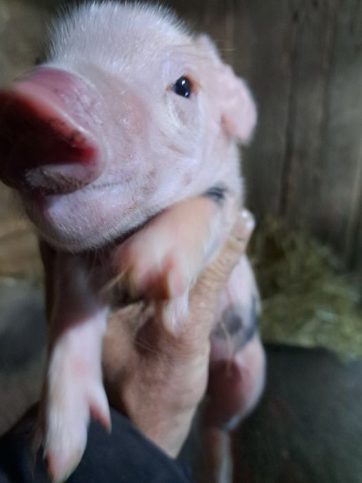 Продам поросят мясних