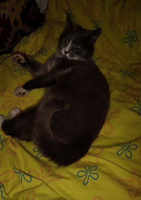 Отдам даром в добрые руки серо-белую кошечку