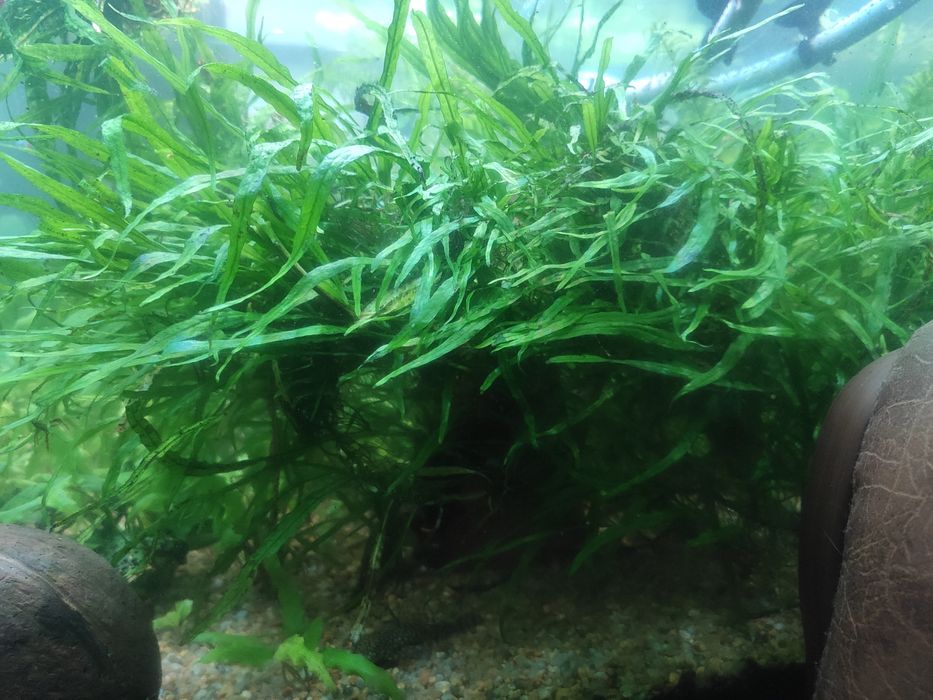 Папоротник таиландский узколистный + Анубиас нано.  Растения. Аквариум