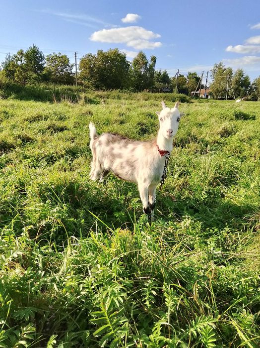 Продається  коза