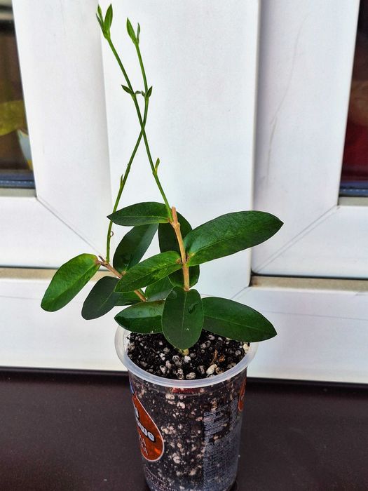Hoya densifolia - ukorzeniona.