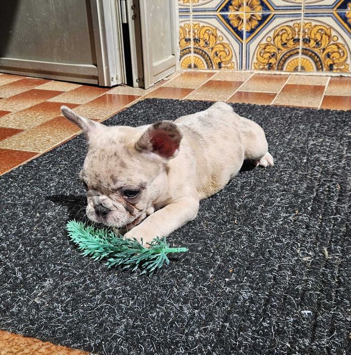 Bulldog francês negócio