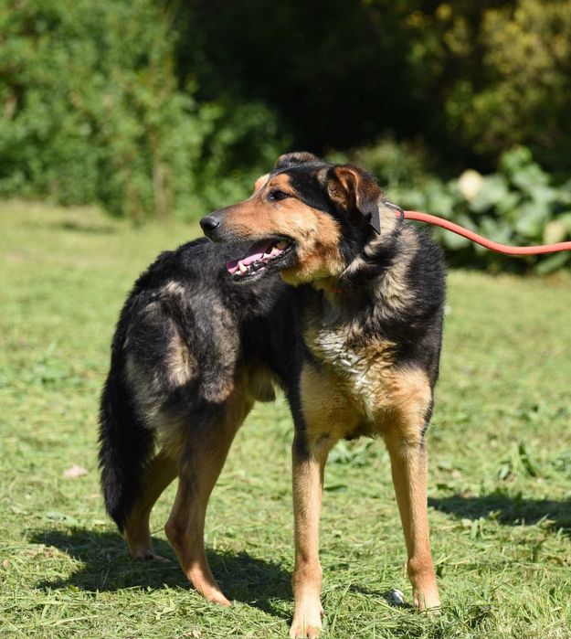 Agrest - łagodny pies do adopcji