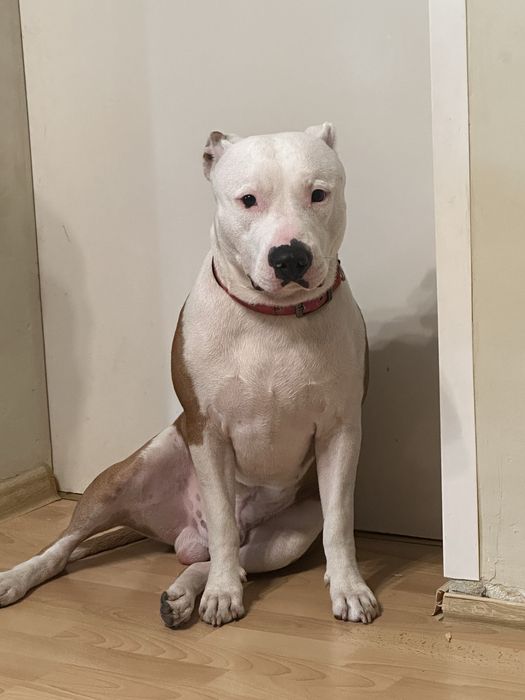 Młody amstaff szuka rodziny