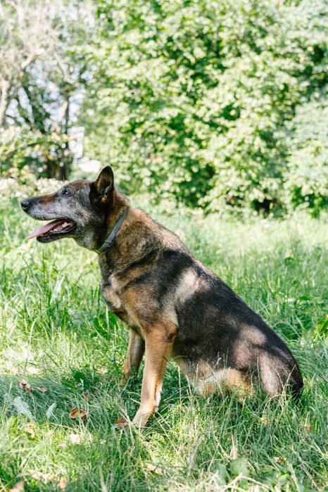Bella psia seniorka 10 lat szuka domu