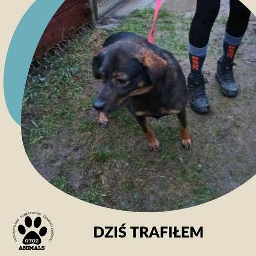 Znaleziono psa - Przyjaźń/Dąbrówka k. Wejherowa