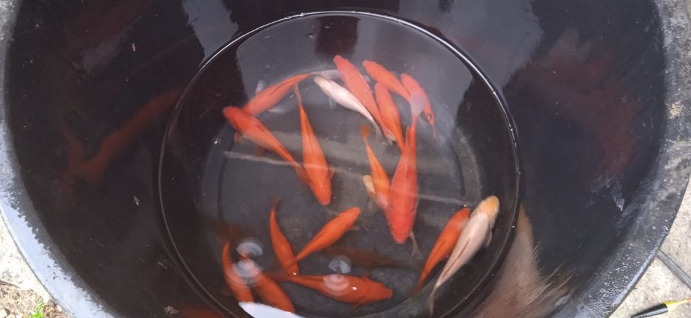 Peixes de lago vermelhos