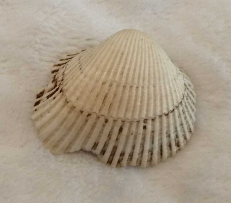 Muszla 3,2cm, 65 (Kreatywne)