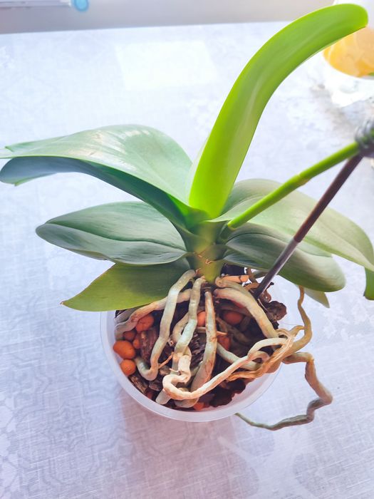 Орхідея з власної колекції