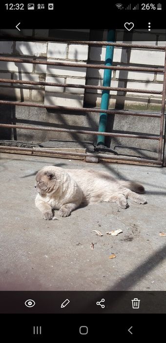 Шотландский кот . Вязка