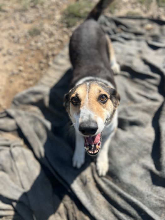 JIMMY - cao porte medio para adocao