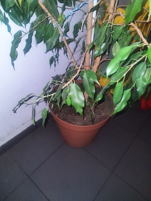 Kwiat Beniamin fikus pokojowy