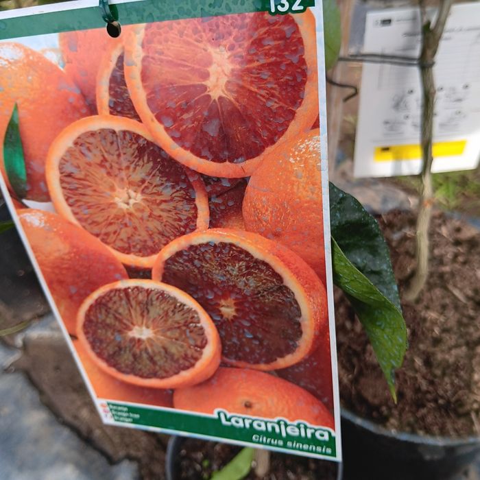 Árvores de Fruto