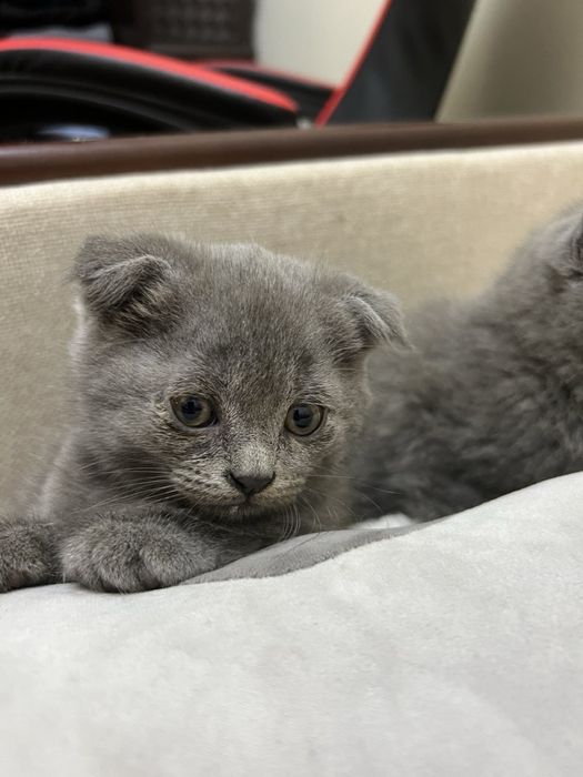 Продам британських висловухих кошенят