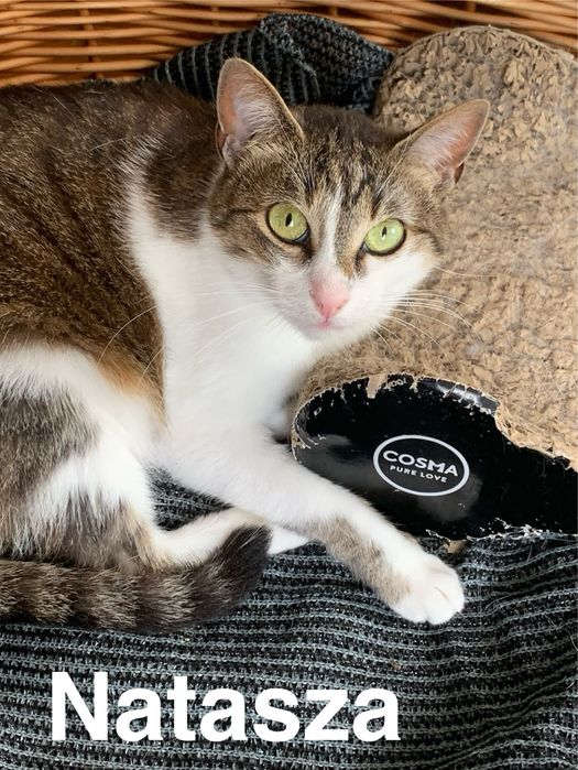 Nieśmiała Natasza szuka spokojnego domu